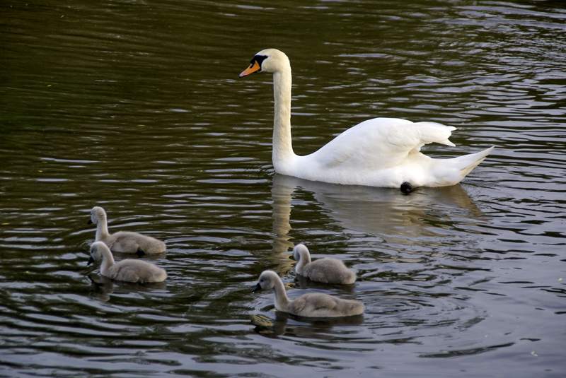 Schwaene auf der Sauer Bild Nr.063